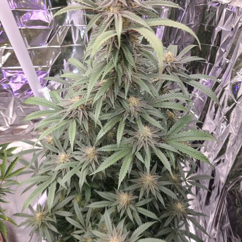 Mary growlog timeline photo