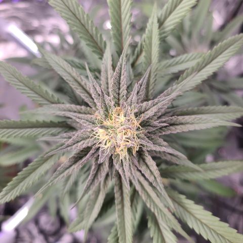 Mary growlog timeline photo