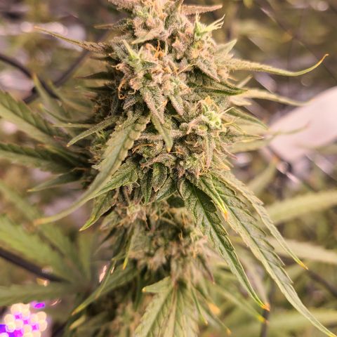 Aurora growlog timeline photo
