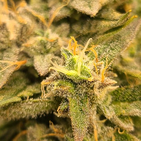 Aurora growlog timeline photo