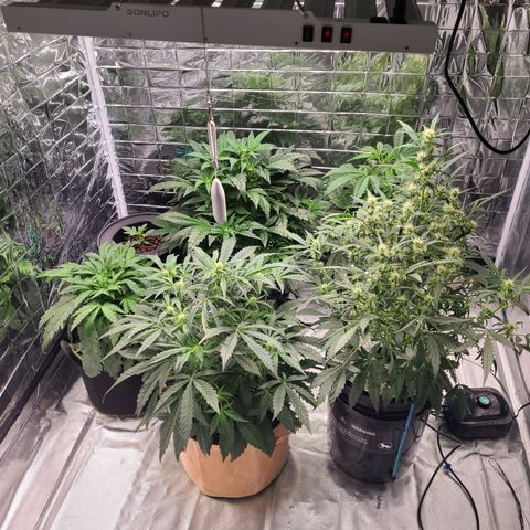 Starr growlog timeline photo