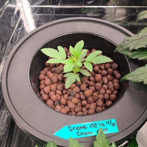 Starr growlog timeline photo