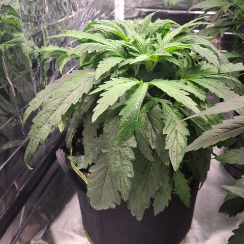Juno growlog timeline photo