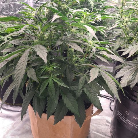 Ivy growlog timeline photo