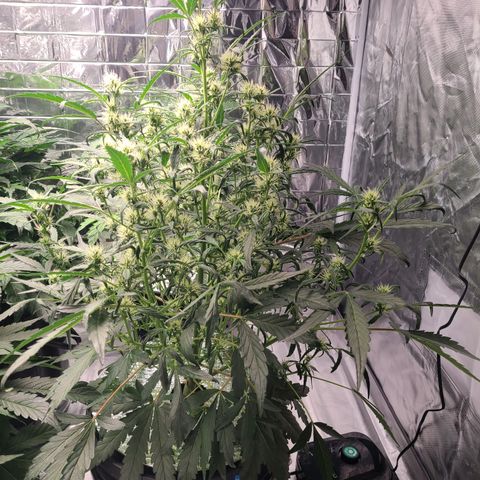 Skyy growlog timeline photo