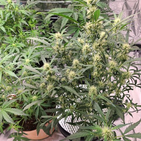Skyy growlog timeline photo