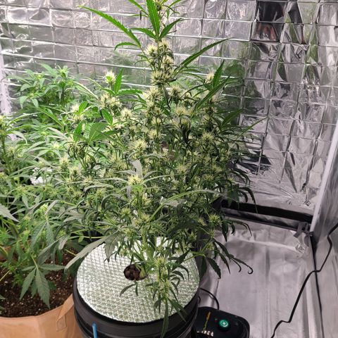 Skyy growlog timeline photo