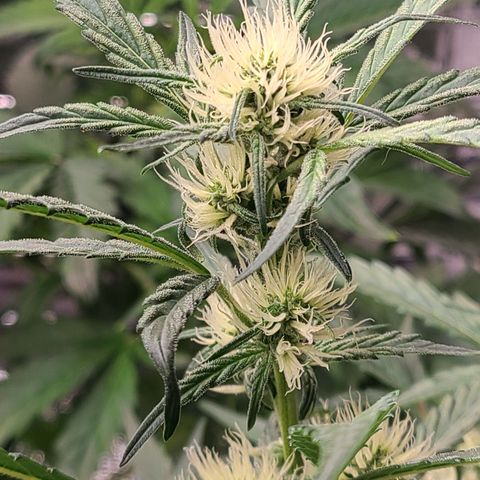 Skyy growlog timeline photo