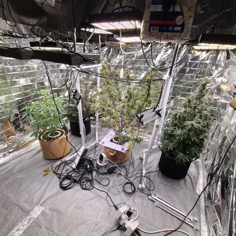 Aurora growlog timeline photo