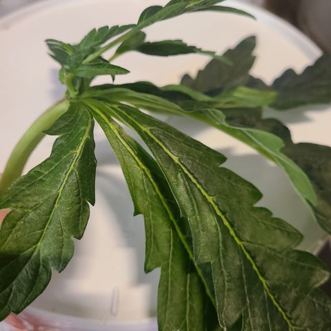 Juno growlog timeline photo