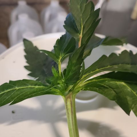 Juno growlog timeline photo