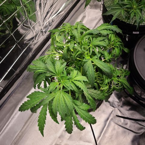 Juno growlog timeline photo