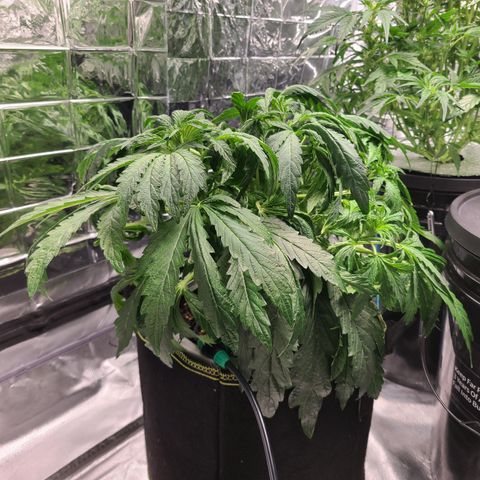 Juno growlog timeline photo