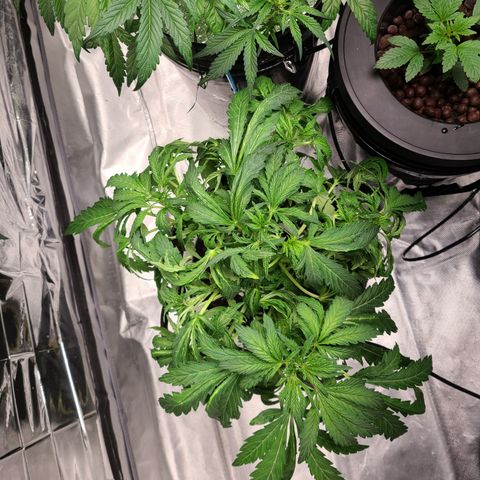 Juno growlog timeline photo