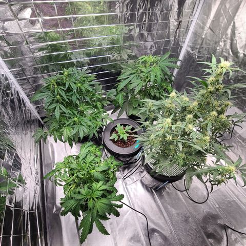 Starr growlog timeline photo