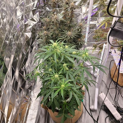 Aurora growlog timeline photo