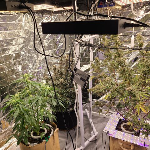 Aurora growlog timeline photo