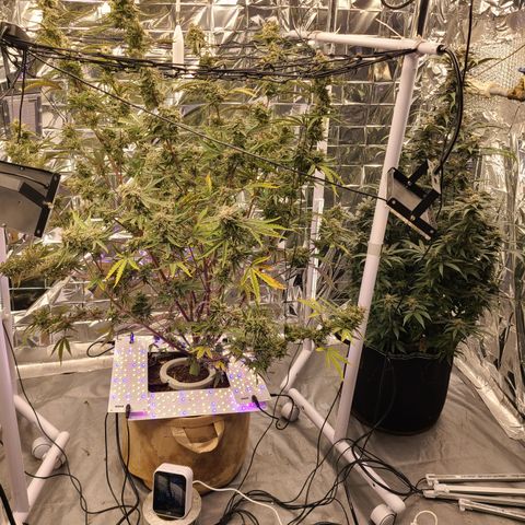 Aurora growlog timeline photo