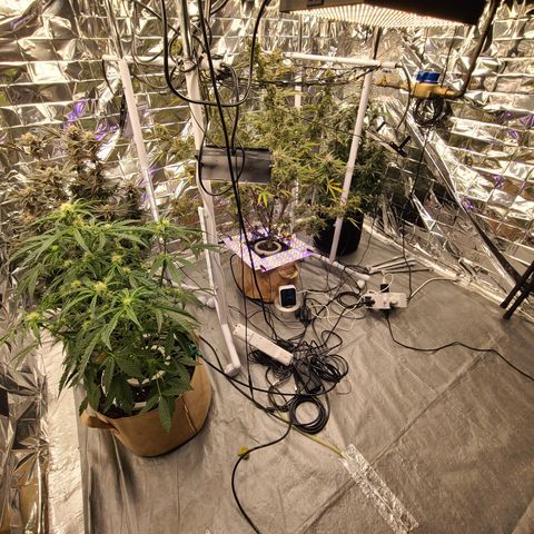 Aurora growlog timeline photo