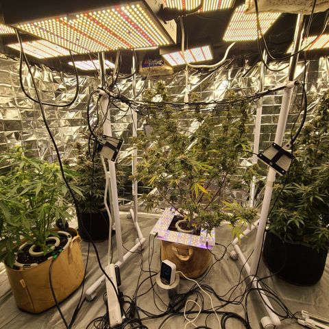 Aurora growlog timeline photo