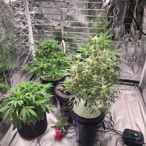 Starr growlog photo: Morning ladies