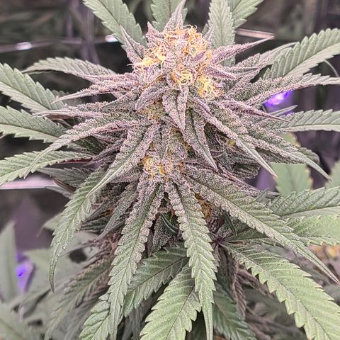 Mary growlog timeline photo