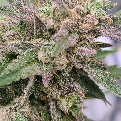 Aurora growlog timeline photo