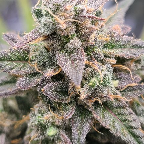 Aurora growlog timeline photo