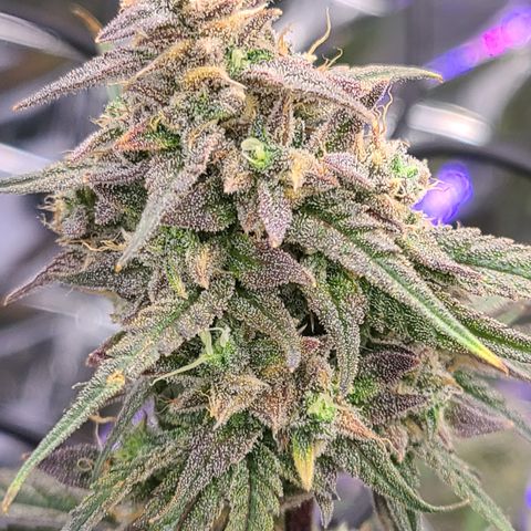 Aurora growlog timeline photo