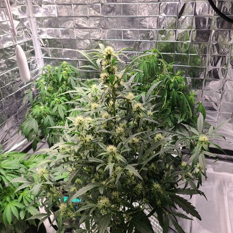 Skyy growlog timeline photo