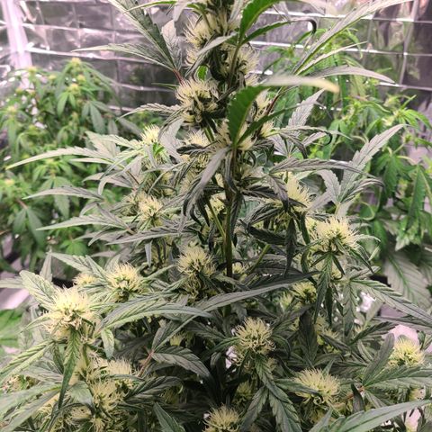 Skyy growlog timeline photo