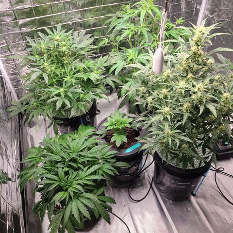 Starr growlog timeline photo
