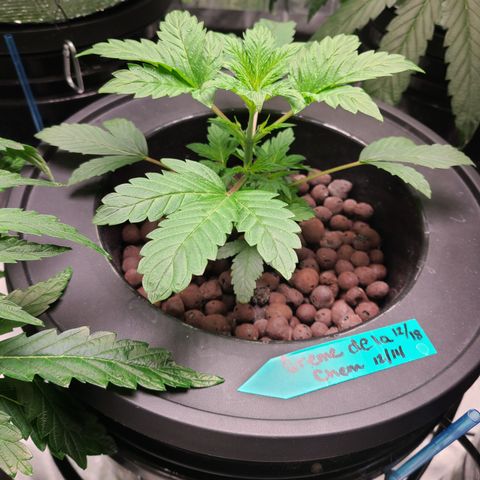 Starr growlog timeline photo
