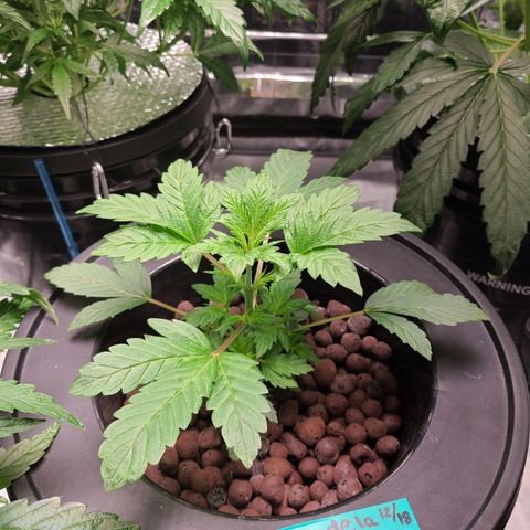 Starr growlog timeline photo
