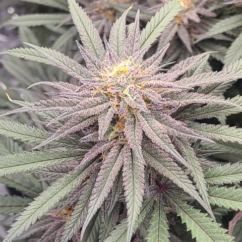 Violet growlog timeline photo