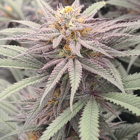 Violet growlog timeline photo