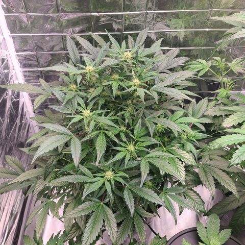 Gladys growlog timeline photo