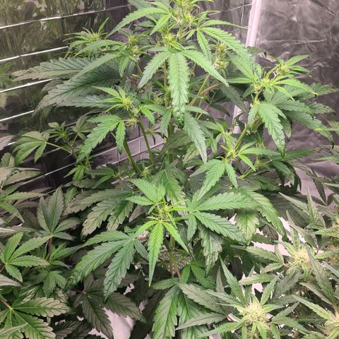Payton growlog timeline photo