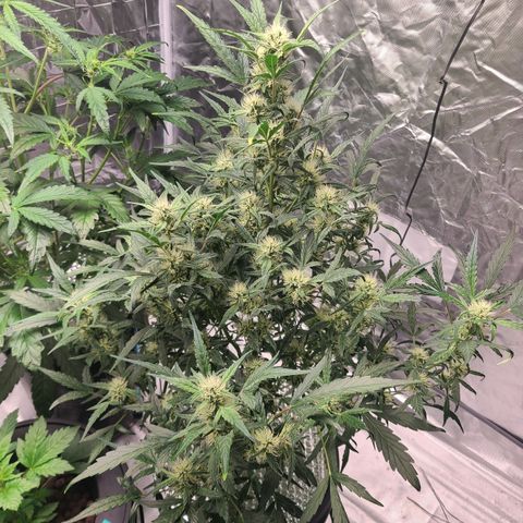 Skyy growlog timeline photo