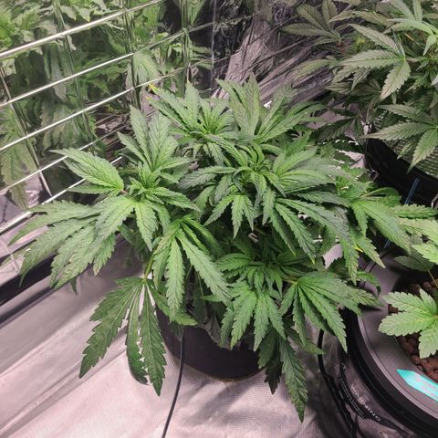 Juno growlog timeline photo