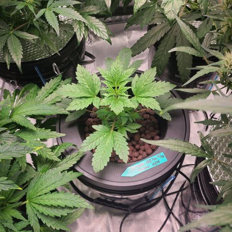 Starr growlog timeline photo