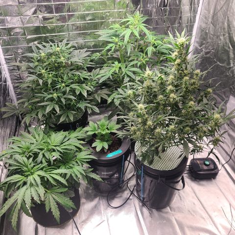 Starr growlog timeline photo