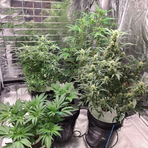 Starr growlog timeline photo