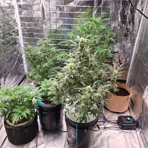Starr growlog timeline photo