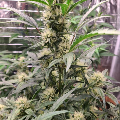 Skyy growlog timeline photo