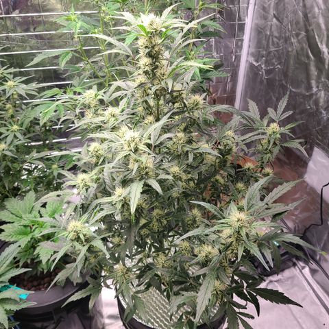 Skyy growlog timeline photo