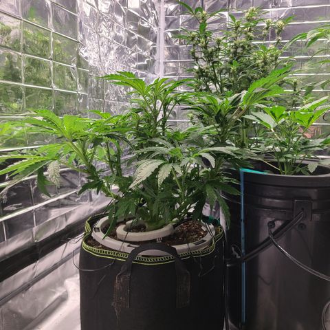 Juno growlog timeline photo