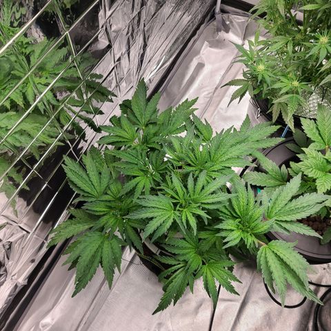 Juno growlog timeline photo