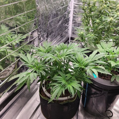Juno growlog timeline photo