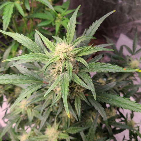 Skyy growlog timeline photo
